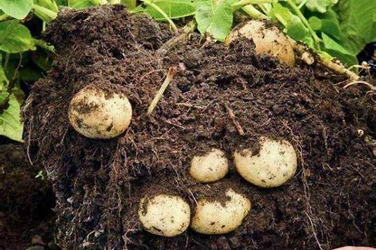 马铃薯第一次冲肥什么好？尿素还是复合肥