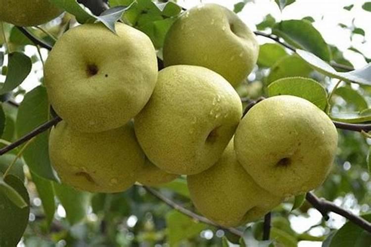 莲藕施肥方法和施几次肥