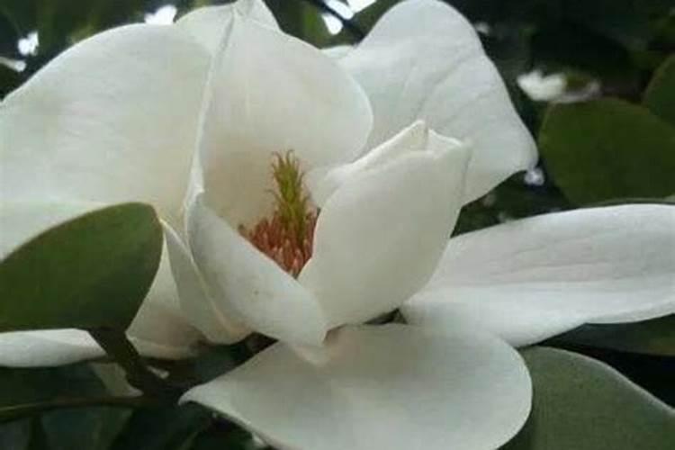 白兰花施什么肥料最好