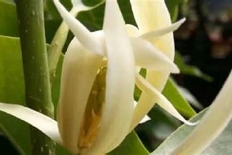 白玉兰怎么施肥