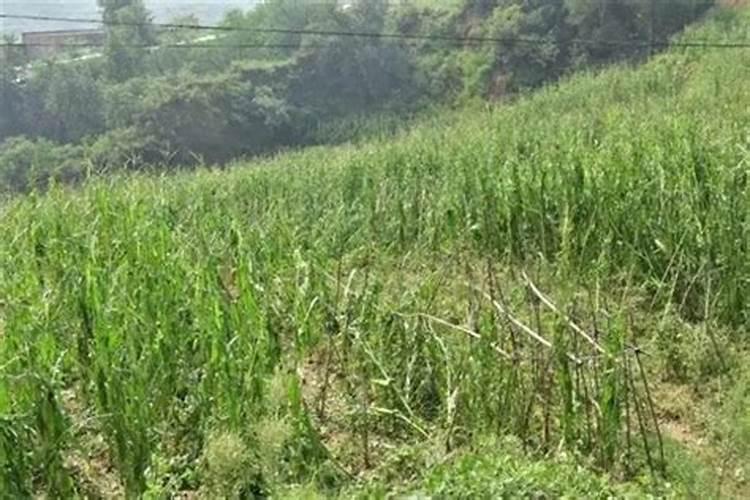 衡水市里哪里有卖除草剂的