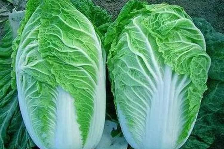 大白菜栽培结球期如何追肥和浇水？