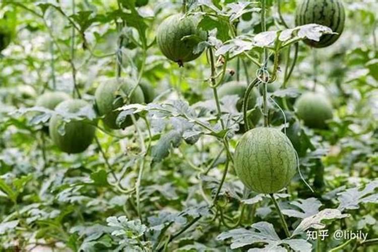 种西瓜用什么肥料好