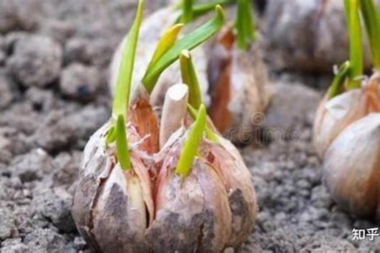 种大蒜可以放复合肥吗