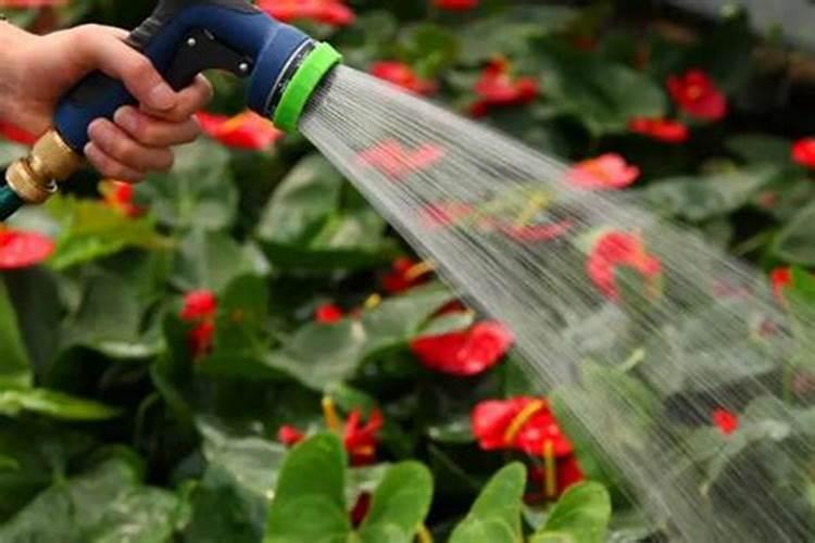 冬季室内种植蔬菜方法是怎样的？有网友清楚吗？