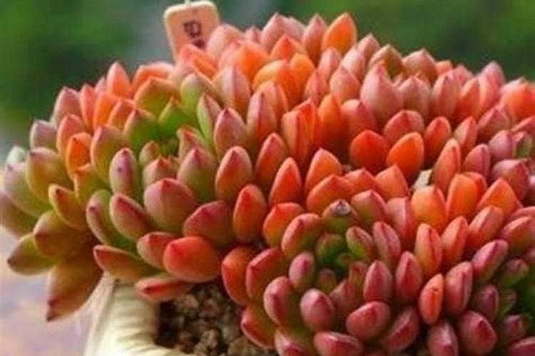 红宝石多肉养殖方法和注意事项