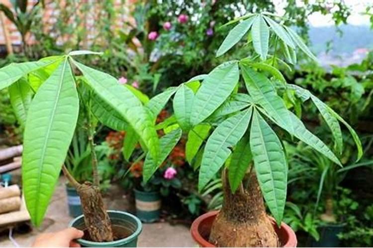 使叶面深绿的叶面肥,使叶色浓绿的是什么肥