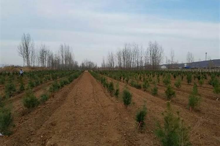 樱桃苗木的施肥追肥要注意事项