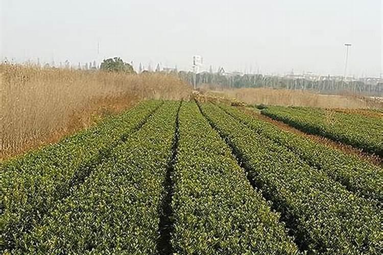 苗木底肥用什么肥