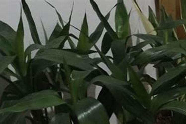 富贵竹施什么肥好