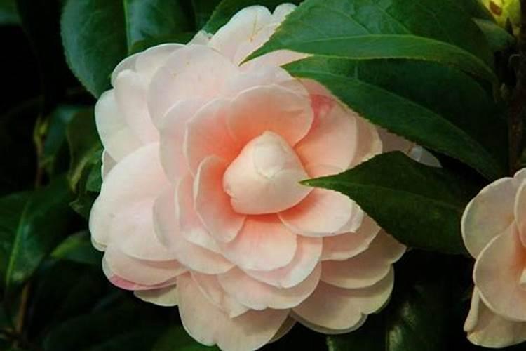 发霉的大米能挡花肥么,长毛了,不能吃了,能当肥料养花么