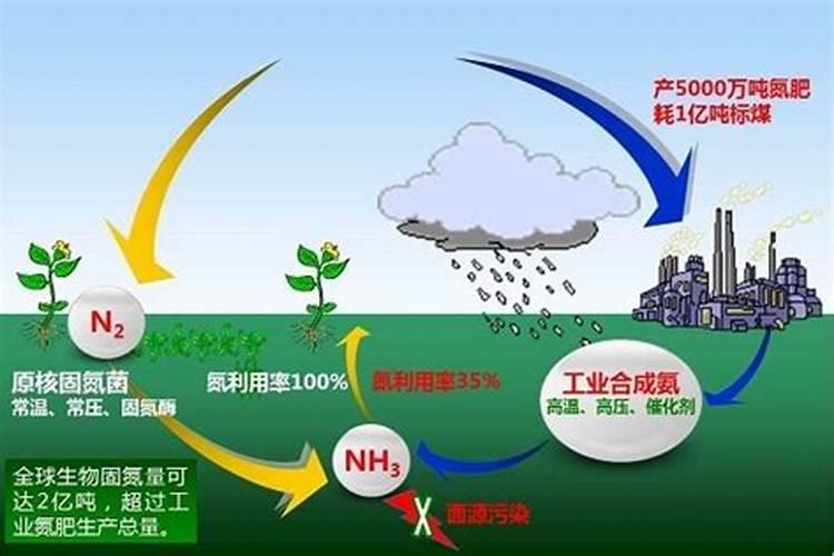 哪种叶面用的钙肥吸收好