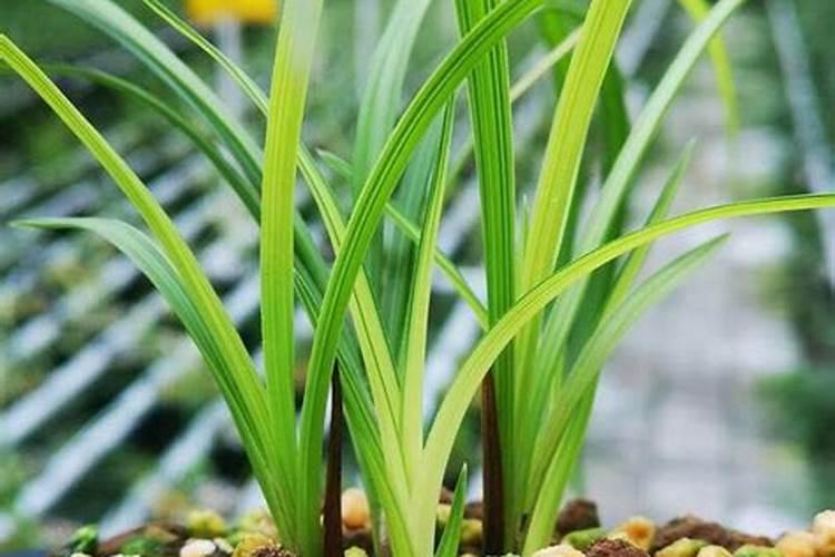 葱打药的正确方法