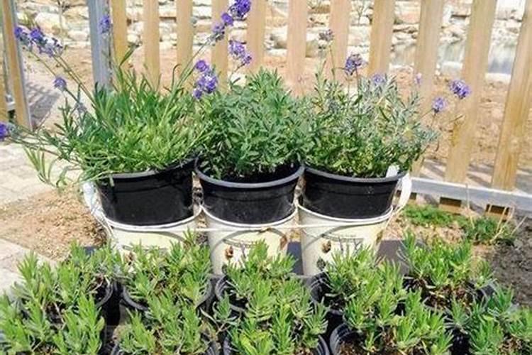 薰衣草施什么肥好,薰衣草施肥方法