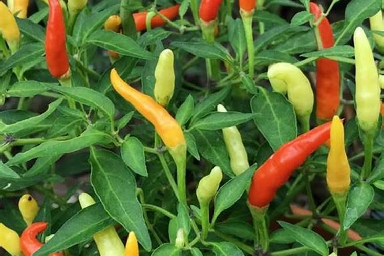 辣椒移栽后几天施肥和打药