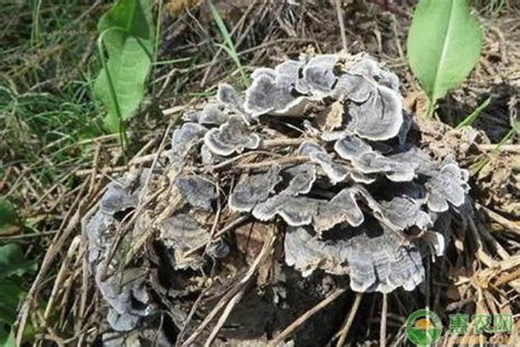 山楂树落花百分之八十喷氨基酸十杀菌药好吗