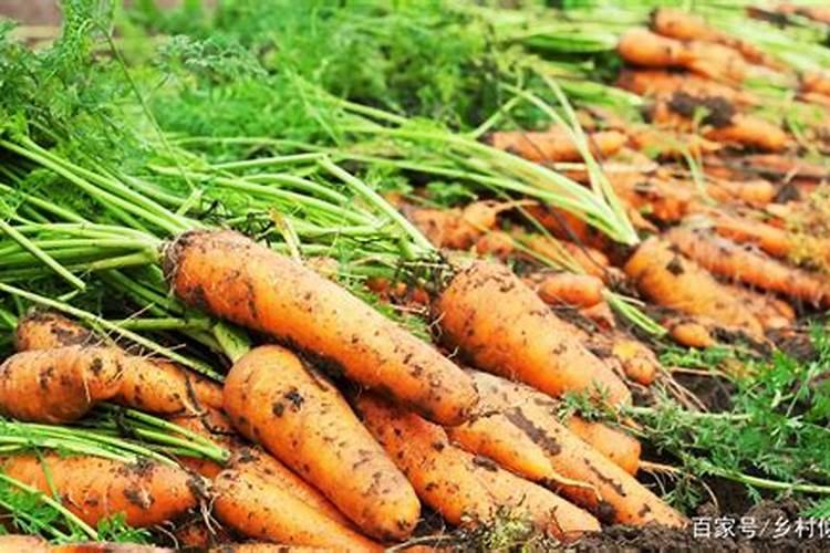 胡萝卜施什么肥最好
