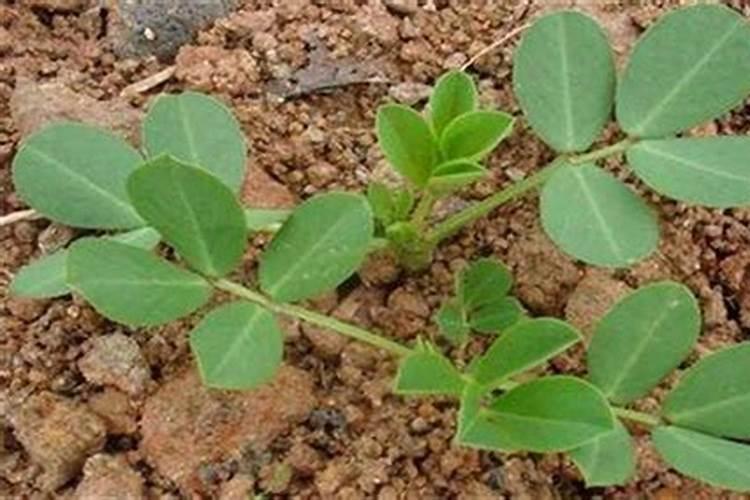山茶花浇什么肥料合适