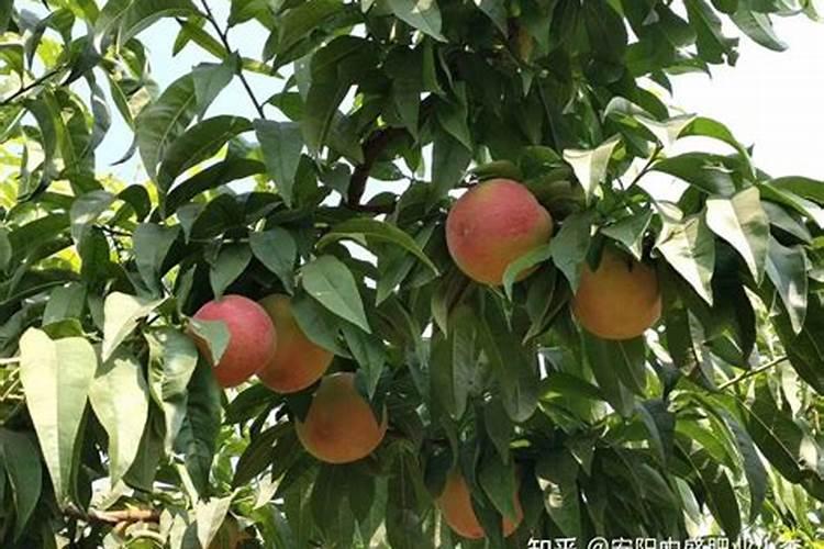 桃树结果时需要施什么肥