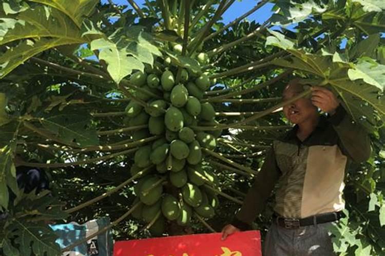 油荼树施什么肥料出油率高？