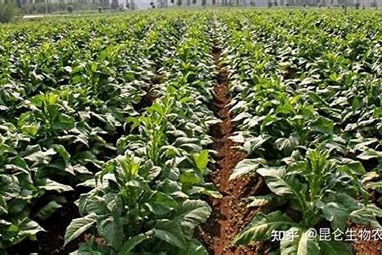 烤烟一次冲施多少肥料？烤烟用叶面肥比较好？烤烟喷施昆仑风