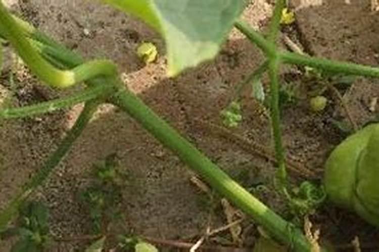 佛手瓜施肥用什么肥料