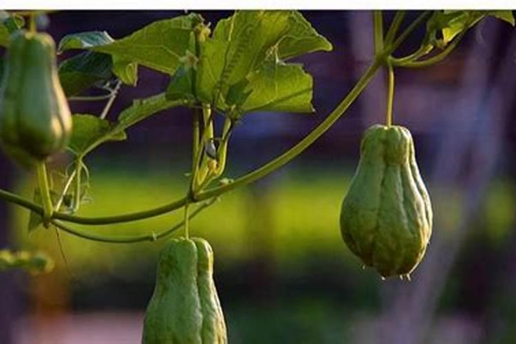 佛手瓜最好的肥料是什么？