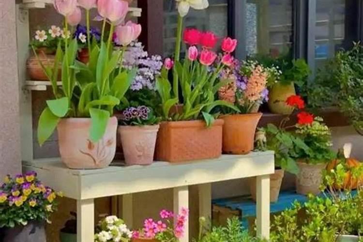 怎样养花能让花的叶子更绿