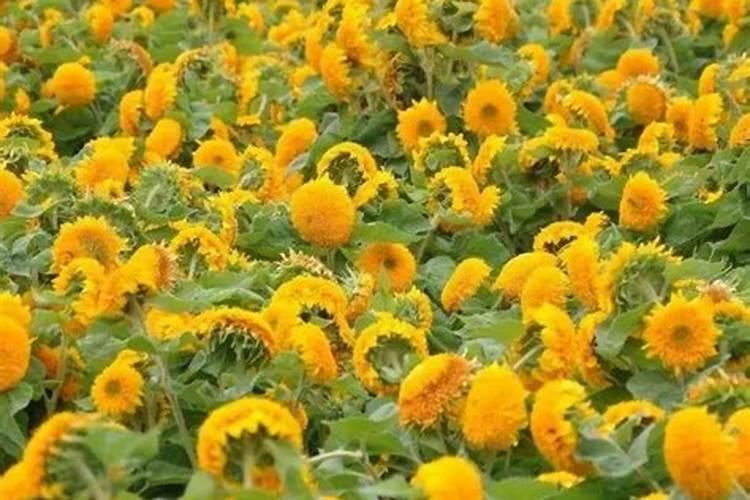 兰花花肥用什么合适 肥料制作与使用方法