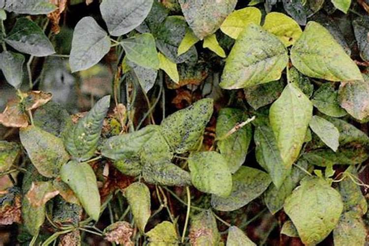 豆角开花了需要追肥吗