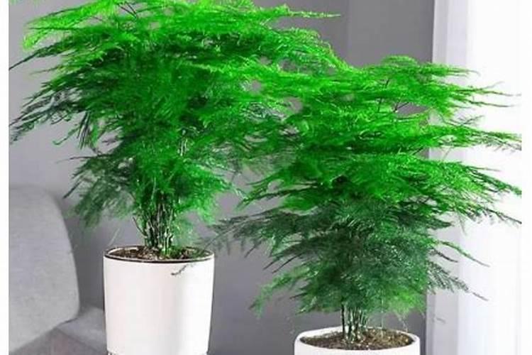 文竹用什么肥料好