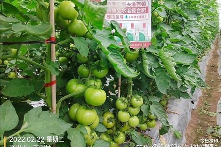 西红柿后期施什么肥