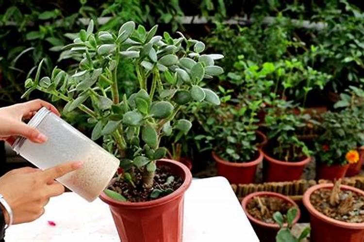 养护玉树用什么肥料最好？应该如何施肥？
