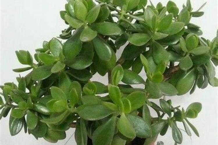 扶桑花用什么肥