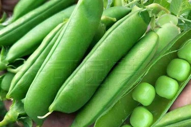 甜脆豌豆的种植和管理