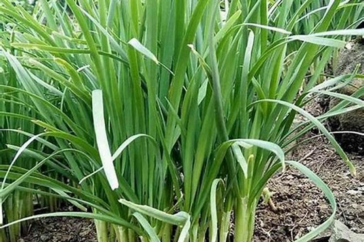 什么土适合养水梅花