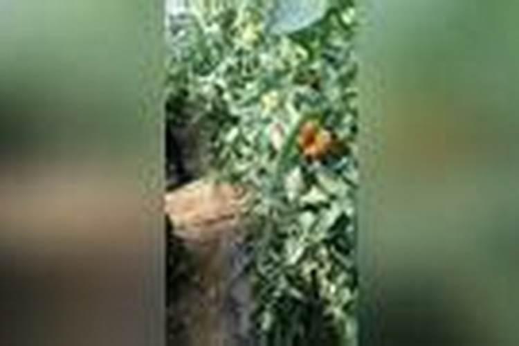 喜硕海藻肥的使用方法