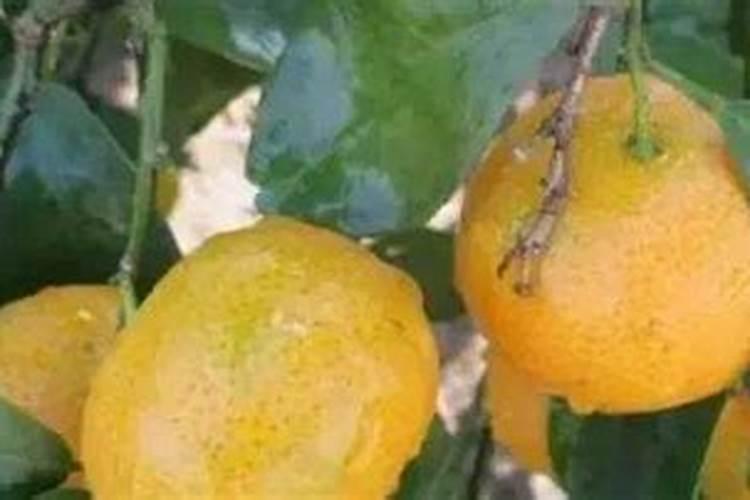 果树用哪类肥料能使果子呈现又大又甜的状态？