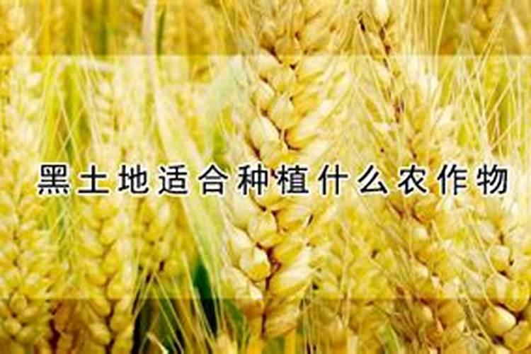 兰花怎么养:兰花植料配比树皮篇