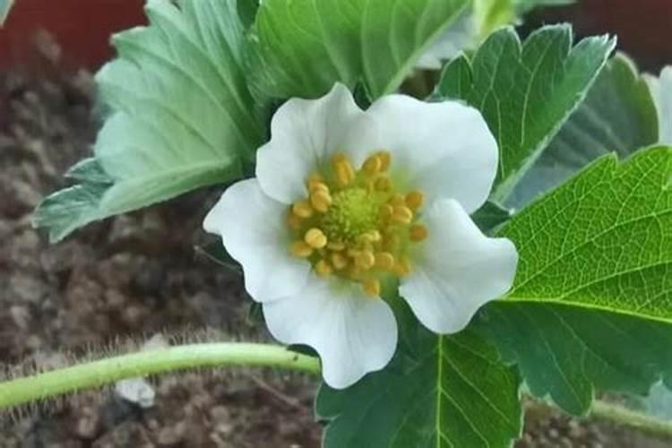 《'乔'这一家子》大结局: 失而复得