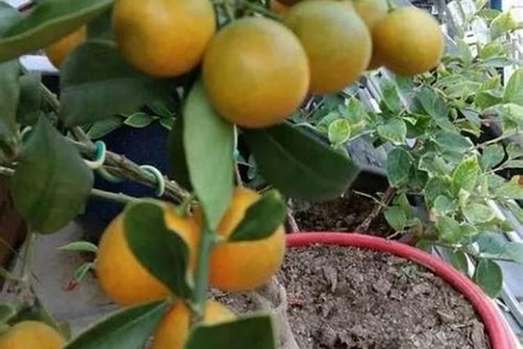 脆皮金桔的种植方法和管理