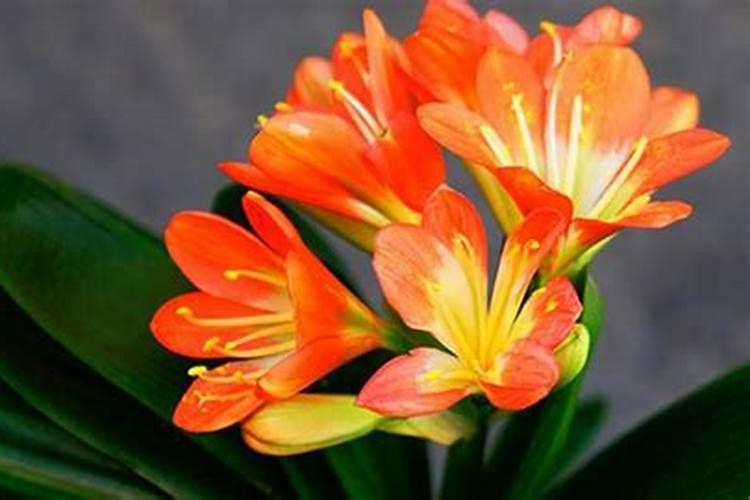 君子兰花谢后需要施什么肥