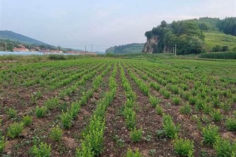 钾肥的作用是什么 钾肥有哪些种类