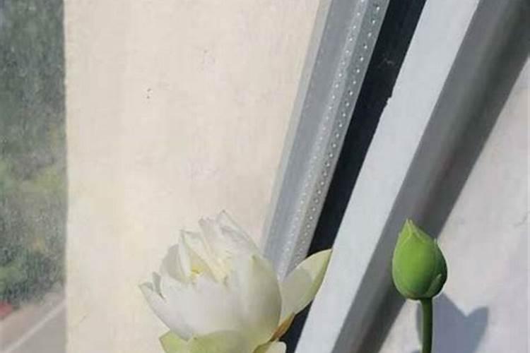 发霉的大米能做花肥吗 发霉的大米适合当花卉植物的肥料吗