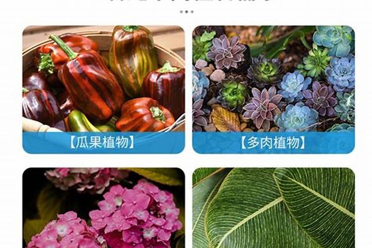 海藻肥的施用方法 注意事项有哪些