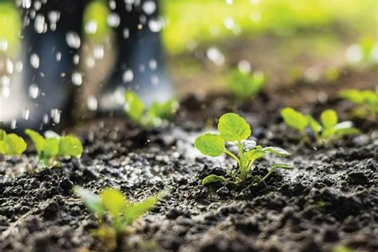 绣球花怎么施肥