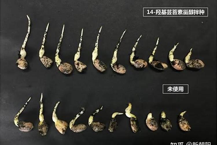 芸苔素对僵苗辣椒有作用点
