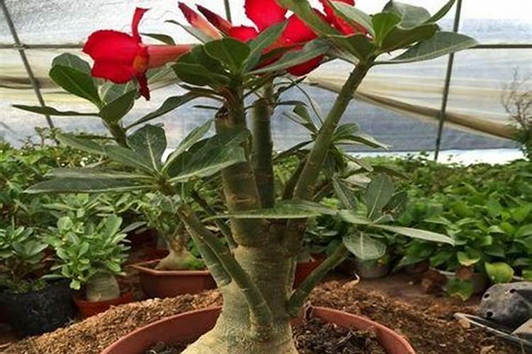 沙漠玫瑰怎么催花苞