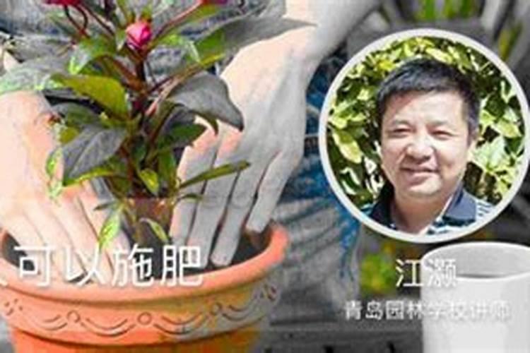 玛格丽特盆栽怎么养
