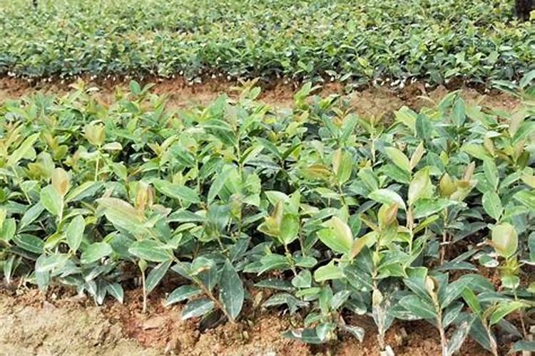 油茶树施什么肥比较好